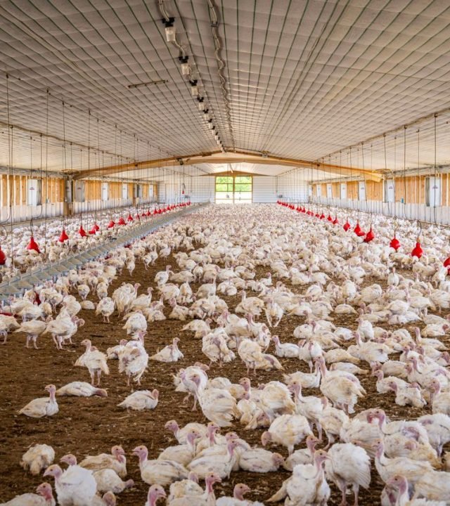 Panoramic view of a large indoor turkey farm filled with numerous turkeys, showcasing poultry farming.